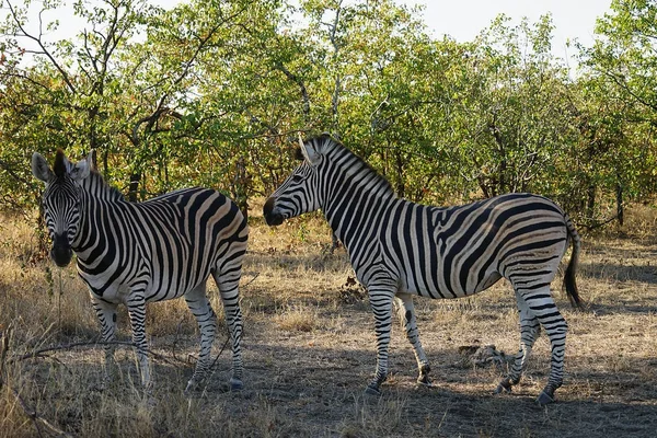 African Burchell Cebra en el desierto jugando — Foto de Stock