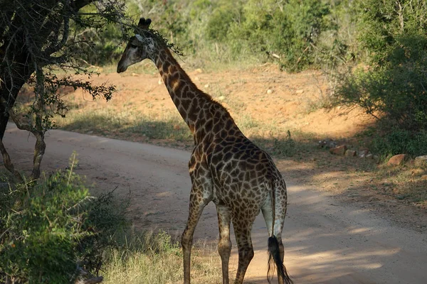 Африканська жирафа Національний парк Крюгера самоті в пустелі — стокове фото