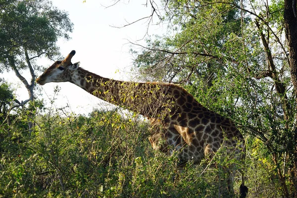Afrika zürafa Kruger Milli Parkı yalnız doğada