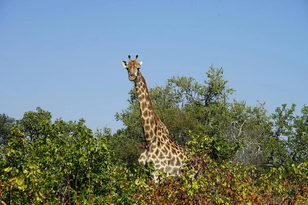 Afrika zürafa Kruger National Park içinde baş ekilmemiş boş arazi