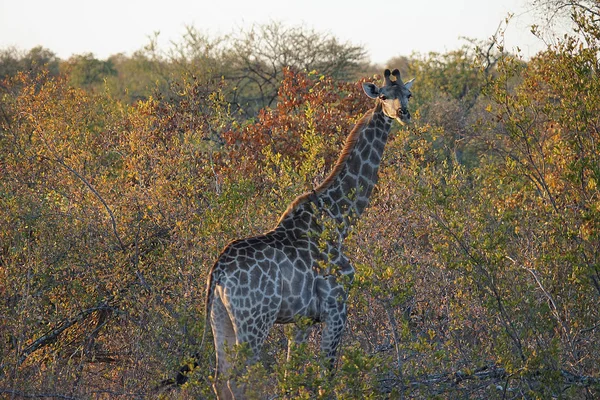 Afrika zürafa Kruger National Park içinde baş ekilmemiş boş arazi
