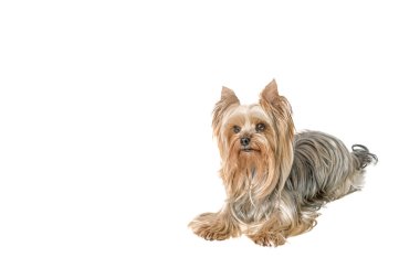 Yorkshire korkunç yalan yan görünüm