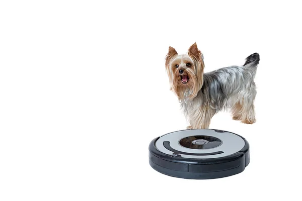 İzole eğlenceli hosework kavramı.