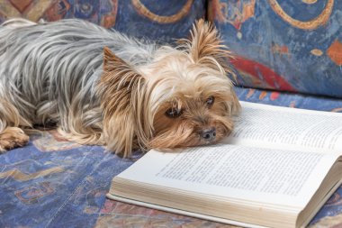 Yorkshire terrier açık bir kitap okuyor 