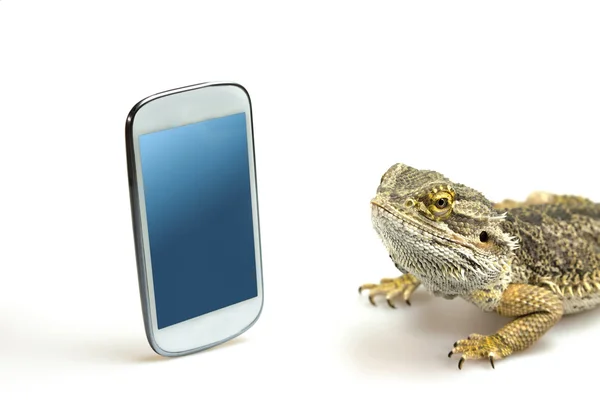 Lizard está olhando na tela do telefone inteligente — Fotografia de Stock