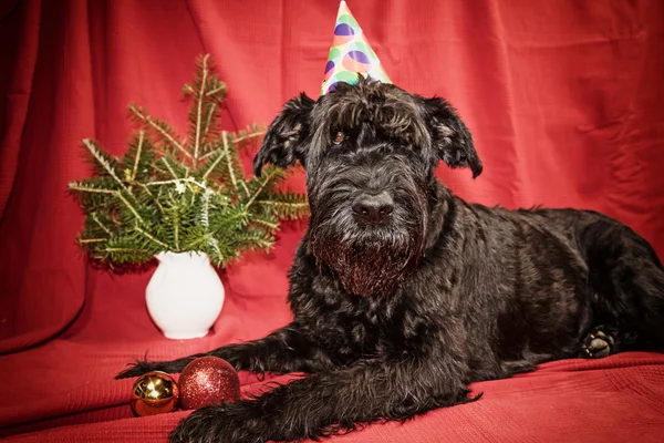 Γίγαντας Black Schnauzer σκύλο στην περίοδο των Χριστουγέννων — Φωτογραφία Αρχείου