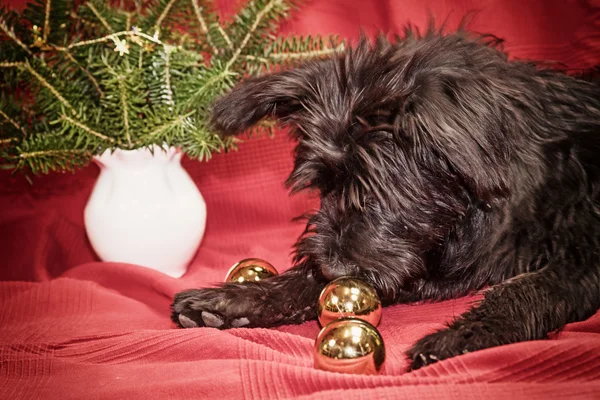 Puppy of black dog is sniffing golden Christmas bulbs — Stock Photo, Image