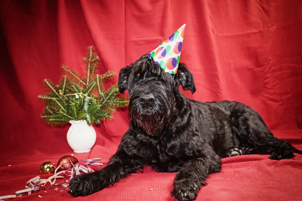 Giant Black Schnauzer in holiday time — Stock Photo, Image