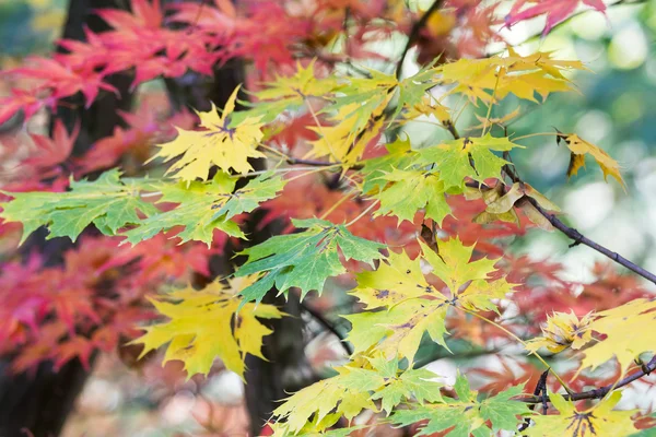 Zelená žlutá a červená javorové listy — Stock fotografie