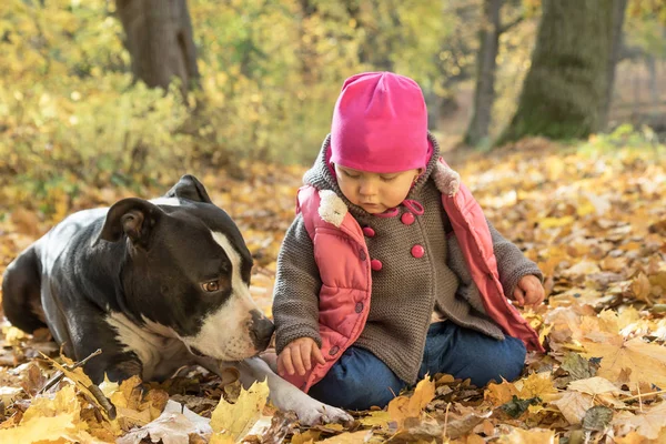 Babymeisje speelt met de Amerikaanse staffordshire Terriër in park — Stockfoto