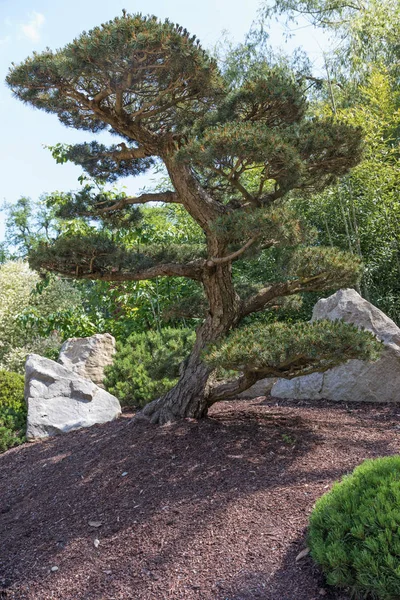 日本庭園の単独での松の木 — ストック写真