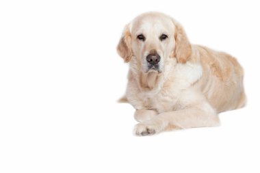 Golden Retriever köpek kameraya bakıyor