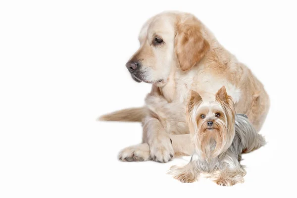 Golden Retriever Dog dan Yorkshire Terrier — Stok Foto