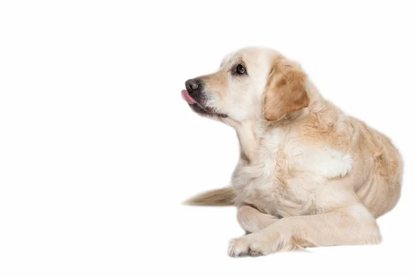 黄金猎犬狗用撑出舌头 — 图库照片