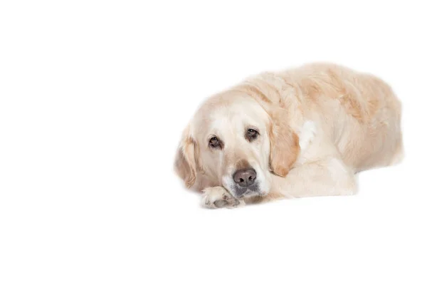 Entspannter Golden Retriever Hund — Stockfoto