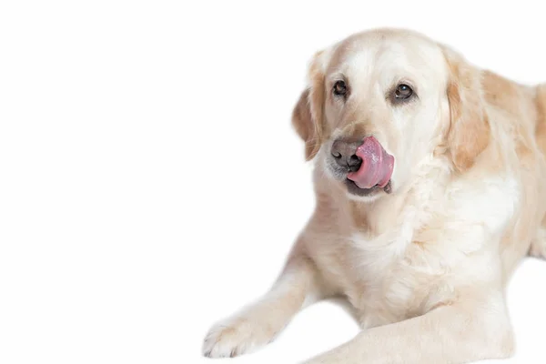 黄金猎犬狗的舌头舔他的噪音 — 图库照片