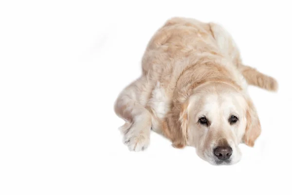 躺在白色的黄金猎犬狗 — 图库照片