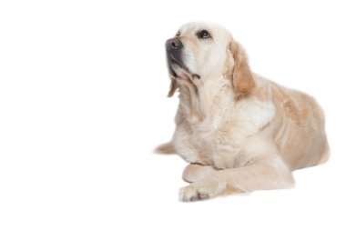 Golden Retriever köpek beyaz arka plan üzerinde yalan