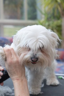 Yastığı masanın üzerinde duran beyaz köpek damat