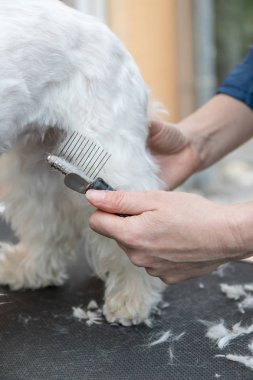 Beyaz köpek geri yürüyerek dreadlocks penye