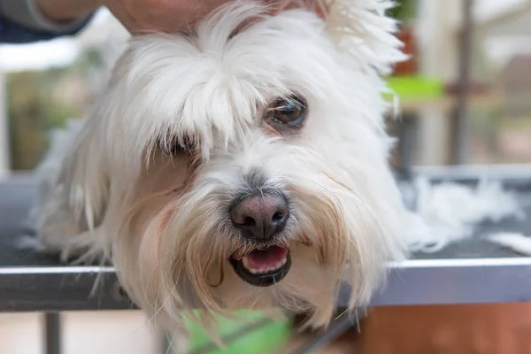 Closeup view of the head of groomed white dog — Stock Photo, Image