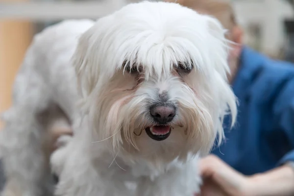 Portrait of the head of groomed white dog — Stock Photo, Image