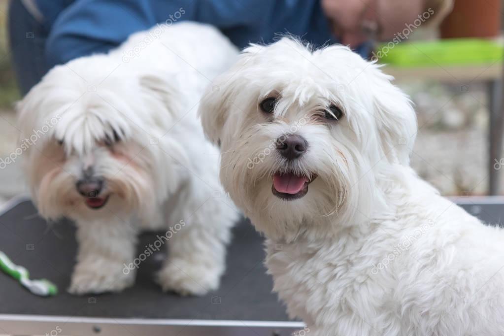 The pair of white dogs is standing on the grooming table