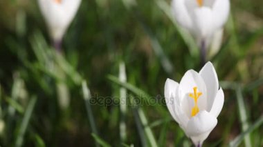 Zaman atlamalı beyaz Iridaceae onun çiçeği açma 