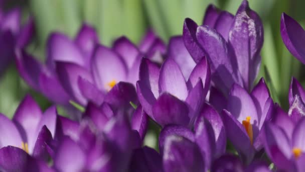 Laps de temps de crocus violet ouvrant sa fleur — Video