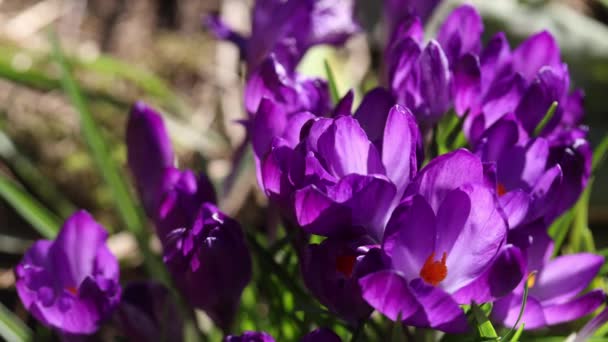 Lapso de tempo de crocus florescendo — Vídeo de Stock