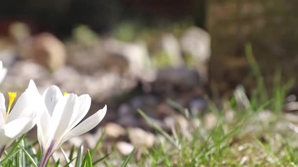 Mover branco crocus close-up — Vídeo de Stock