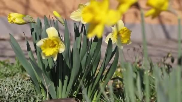 Жовтий Нарцис крупним планом — стокове відео