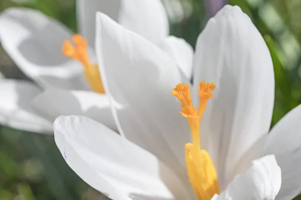 Detailní pohled na bílý květ šafrán — Stock fotografie