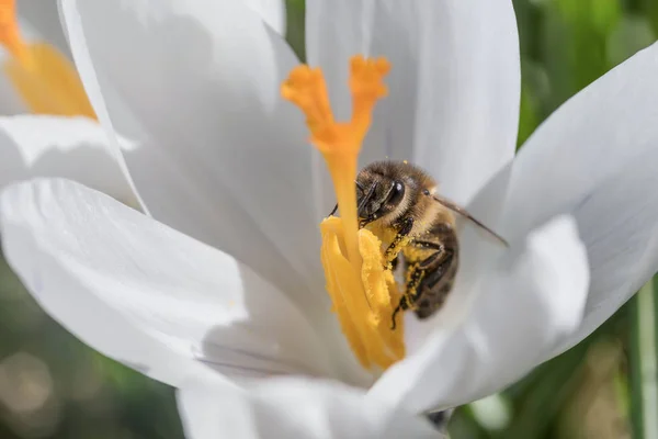 Bir arı beyaz safran flowet içinde closeup görünümü — Stok fotoğraf