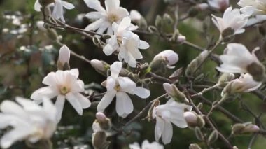 Beyaz Yıldız Manolya