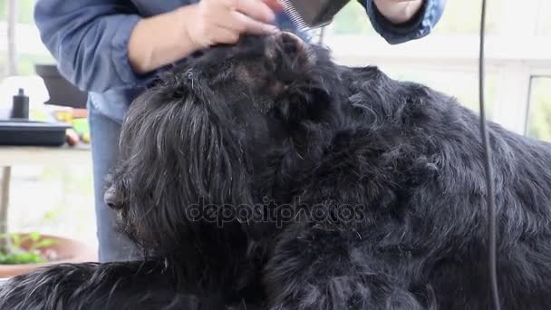 Detailní pohled na zastřihování uvnitř ucha psa — Stock video