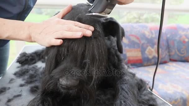 Vista frontal de la preparación de la cabeza del gigante Negro Schnauzer — Vídeos de Stock