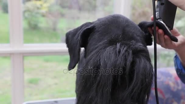 Vooraanzicht van het oor van de close-up Giant Schnauzer van de zwarte hond verzorgen — Stockvideo