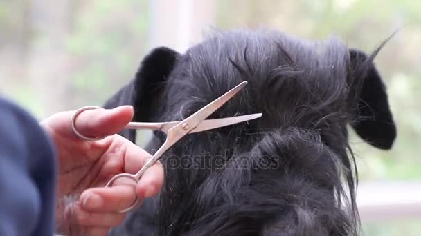 Vista close-up do cabelo grooming em torno dos olhos do cão — Vídeo de Stock