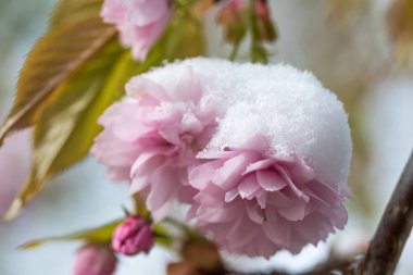 Sakura ağacı karlı pembe çiçekler