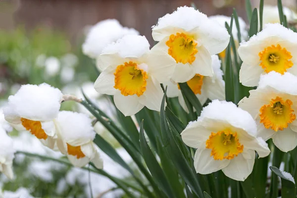 Skupina zasněžené Narcis květ — Stock fotografie