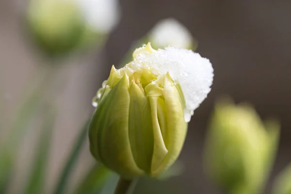 Detailní pohled na zasněžené dostavěná Tulipán květ — Stock fotografie
