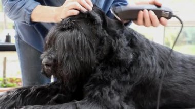 Dev siyah Schnauzer köpek damat başlatma