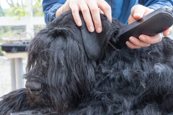 Närbild bild av grooming öron av Schnauzer hunden — Stockfoto