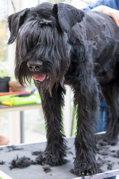 Riesenschwarzer Schnauzerhund steht gepflegt auf dem Tisch — Stockfoto