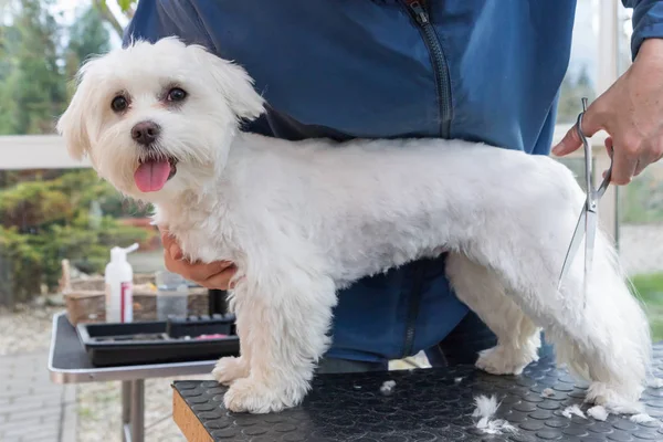 Çok güzel beyaz köpek kesme — Stok fotoğraf