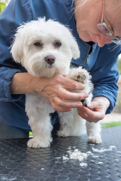 Combing the paw of the adorable white dog — Stock Photo, Image