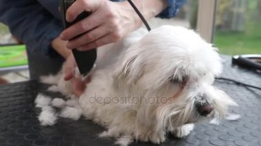 Çok güzel beyaz köpek ridge damat
