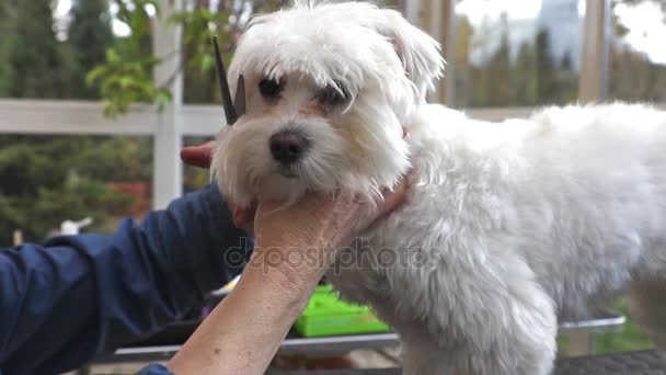 Cutting fringe of adorable white dog — Stock Video
