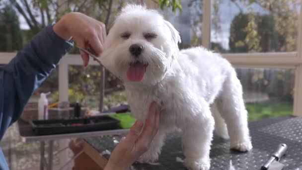 Closeup view of cutting the neck of smiling adorable white dog — Stock Video